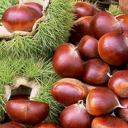 Каштановая диета Каштановая диета