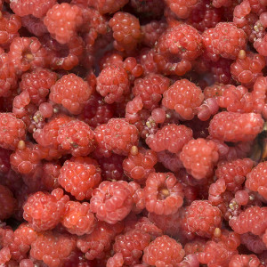Самые «легкие» продукты Самые «легкие» продукты
